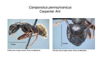 Camponotus pennsylvanicus Carpenter Ant