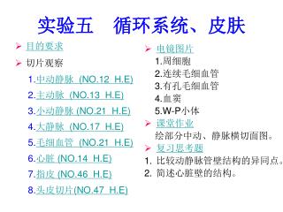 实验五 循环系统、皮肤