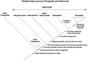 Overview of Changes in Skull Morphology