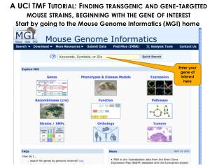 Start by going to the Mouse Genome Informatics (MGI) home page