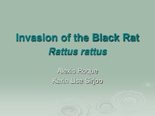 Invasion of the Black Rat Rattus rattus