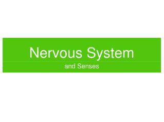 Nervous System