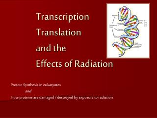 Transcription Translation and the Effects of Radiation