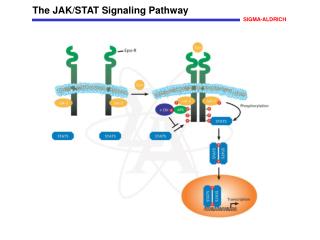 The JAK/STAT Signaling Pathway