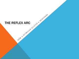 The Reflex Arc