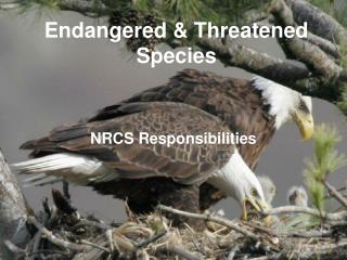 Endangered &amp; Threatened Species