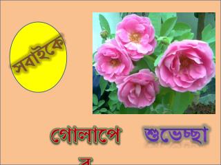 গোলাপের