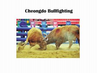 Cheongdo Bullfighting