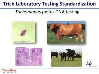 Trich Laboratory Testing Standardization