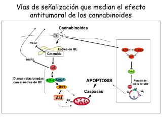 Vías de señalización que median el efecto antitumoral de los cannabinoides