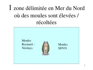 1 zone délimitée en Mer du Nord où des moules sont élevées / récoltées