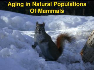 Aging in Natural Populations Of Mammals