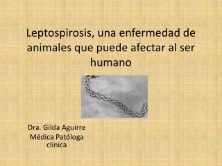 Leptospirosis, una enfermedad de animales que puede afectar al ser humano