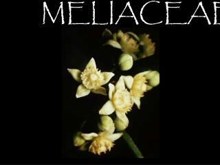 MELIACEAE