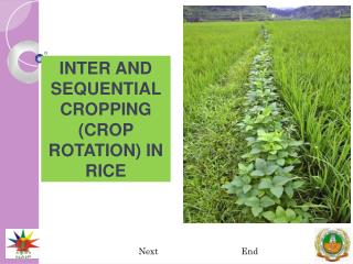 INTER AND SEQUENTIAL CROPPING (CROP ROTATION) IN RICE