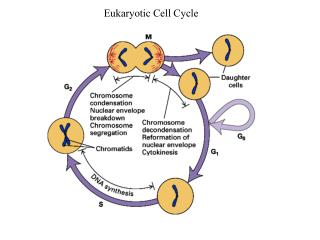 Eukaryotic Cell Cycle