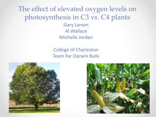 The effect of elevated oxygen levels on photosynthesis in C3 vs. C4 plants