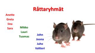 Råttaryhmät