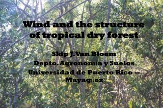 Wind and the structure of tropical dry forest
