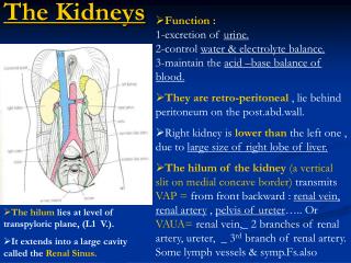 The Kidneys