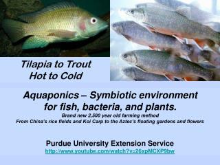 Tilapia to Trout Hot to Cold