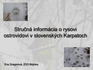 Stručná informácia o rysovi ostrovidovi v slovenských Karpatoch