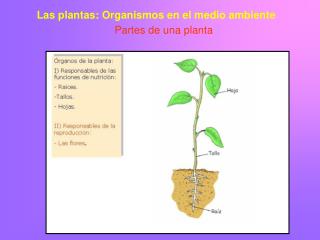 Las plantas: Organismos en el medio ambiente