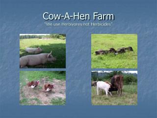 Cow-A-Hen Farm “We use Herbivores not Herbicides”