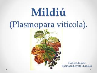 Mildiú ( Plasmopara viticola ).