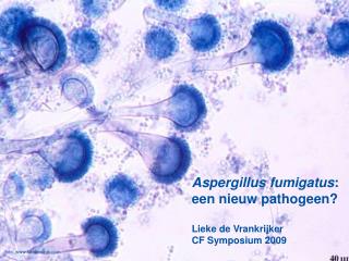 Aspergillus fumigatus : een nieuw pathogeen? Lieke de Vrankrijker CF Symposium 2009