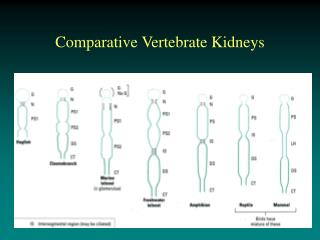 Comparative Vertebrate Kidneys