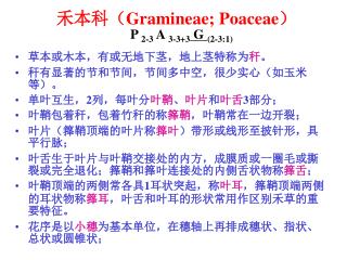 禾本科（ Gramineae; Poaceae ） P 2-3 A 3-3+3 G (2-3:1)