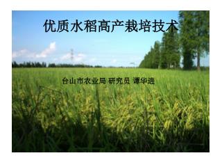 优质水稻高产栽培技术