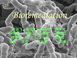 Bioremediation