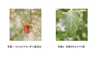 写真１．ミツユビナミハダニ雌成虫