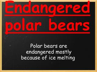 Endangered polar bears