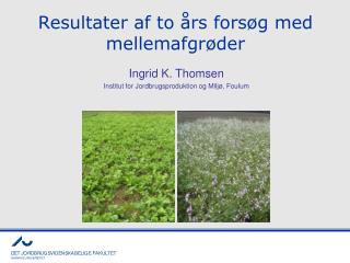 Resultater af to års forsøg med mellemafgrøder