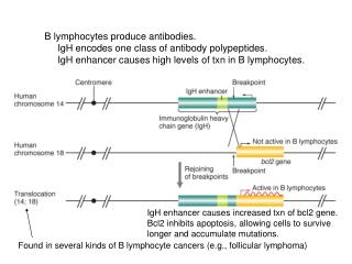 B lymphocytes produce antibodies. 	IgH encodes one class of antibody polypeptides.