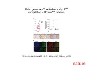 MR Junttila et al. Nature 468 , 567-571 (2010) doi:10.1038/nature09526