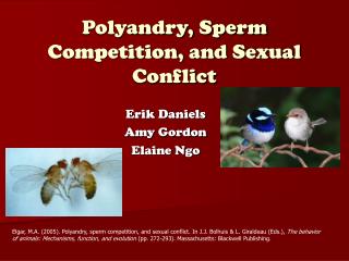 Polyandry, Sperm Competition, and Sexual Conflict