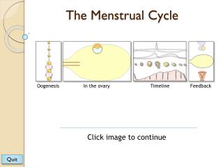 The Menstrual Cycle