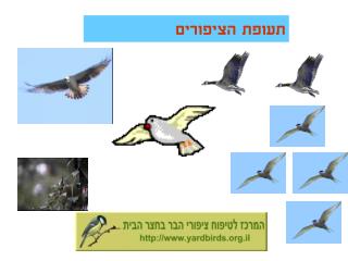 תעופת הציפורים