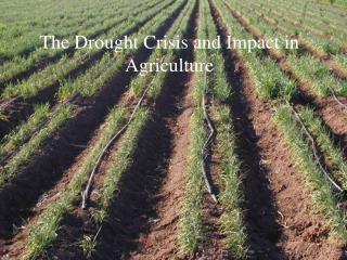 The Drought Crisis and Impact in Agriculture