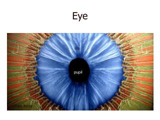 Eye