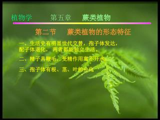 一、生活史有明显世代交替，孢子体发达，配子体退化， 两者都能独立生活。