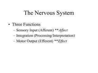 The Nervous System