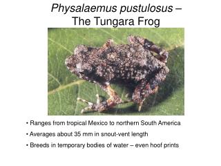 Physalaemus pustulosus – The Tungara Frog