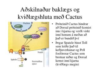 Aðskilnaður baklægs og kviðlægshluta með Cactus