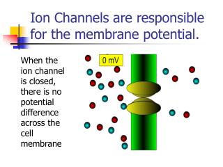 Ion Channels are responsible for the membrane potential.