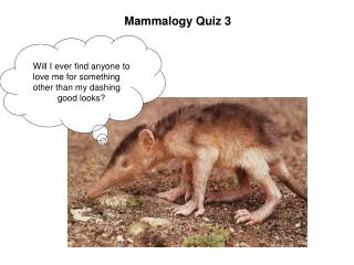 Mammalogy Quiz 3